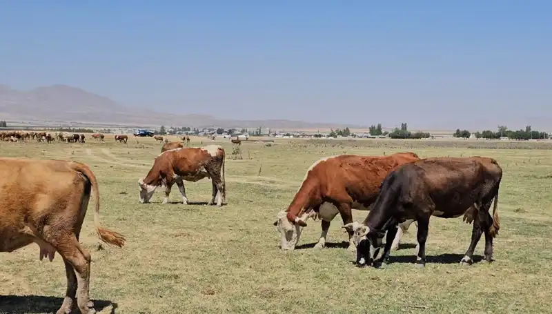 Arin Gölü’nde Kuraklık Alarmı: Su Sıkıntısı Büyüyor!