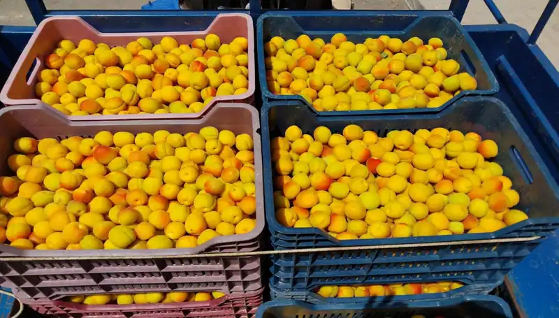 İlk Hasat Yapıldı: Çiftçiler 500 TL'den Alıcı Buldu!