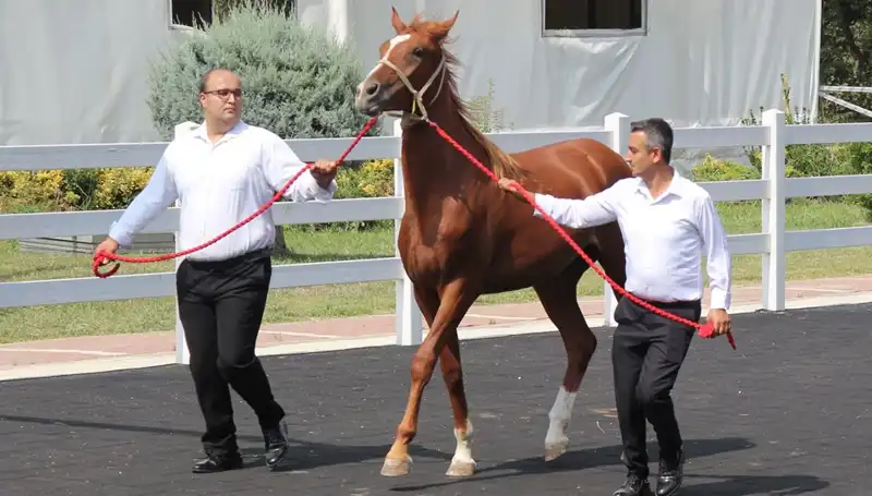 Rekorlar Kıran "Taşkın Kral": Herkesin Gözdesi Oldu