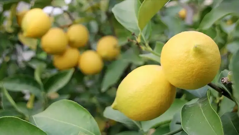 Limonun Fiyatı Çıldırdı: Adedi 24 Lira Oldu!
