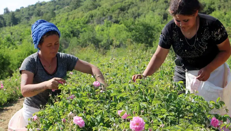 Zirai Don Vurdu: Üreticiler Zor Günler Geçiriyor