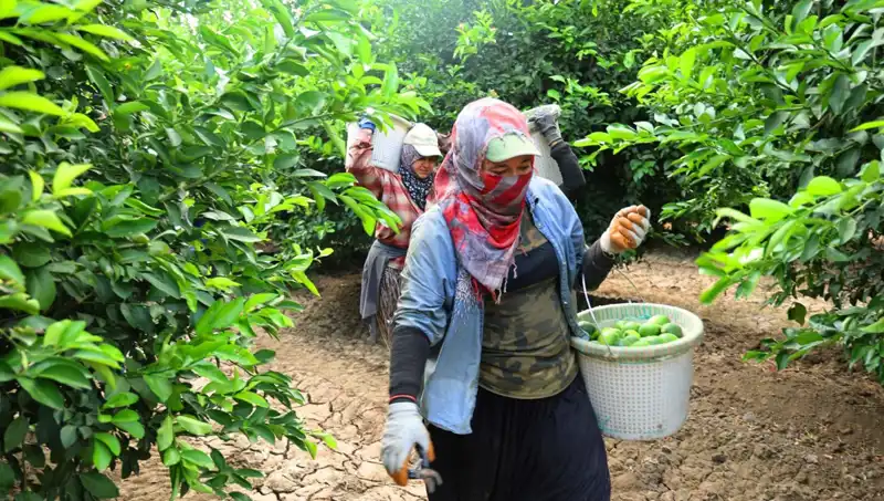 Marketlerdeki Patates Fiyatları, Yeni Hasatla Düşüşe Geçiyor!