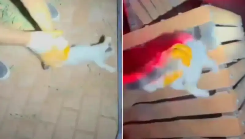 Gece Yarısı İtfaiye Ekiplerinden Kahramanlık: Kayıp Kedi Kurtarıldı!