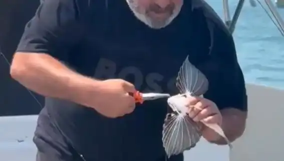 Saros'ta Eşsiz Bir Keşif: Nadir Kırlangıç Balığı Oltaya Takıldı