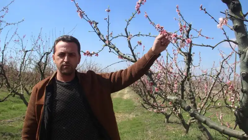 Çiçek Açan Ağaçlara Don Vurdu: Baharın Şoku!
